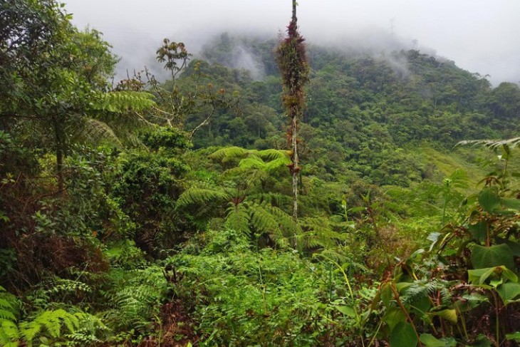 Reserve Natural el Cedro