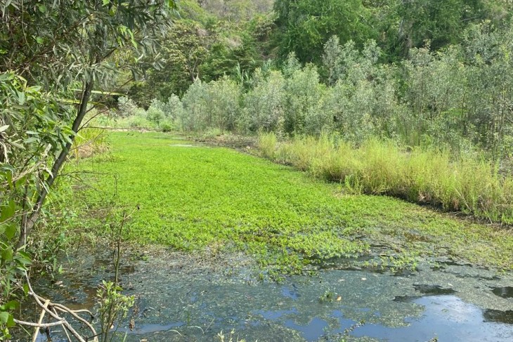 Ruta cacao vereda Doche